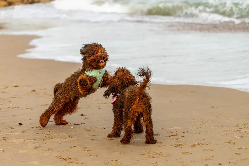 Luna & Oakley at Sandbanks (7 of 24)