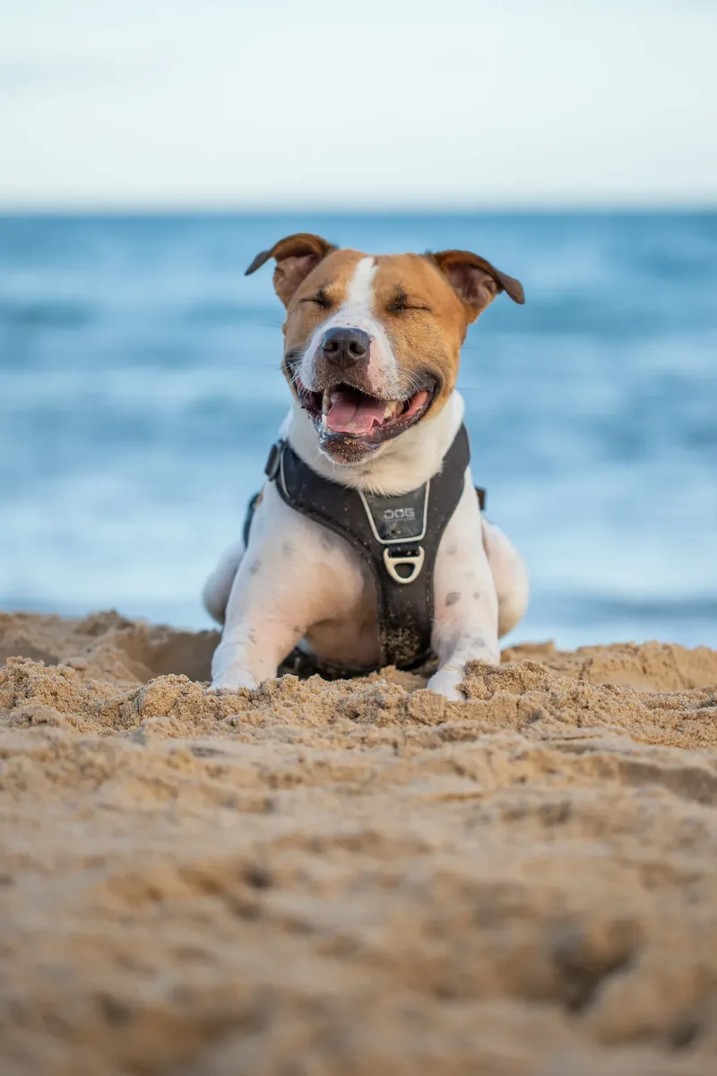 Dickie the Staffy (23 of 43)