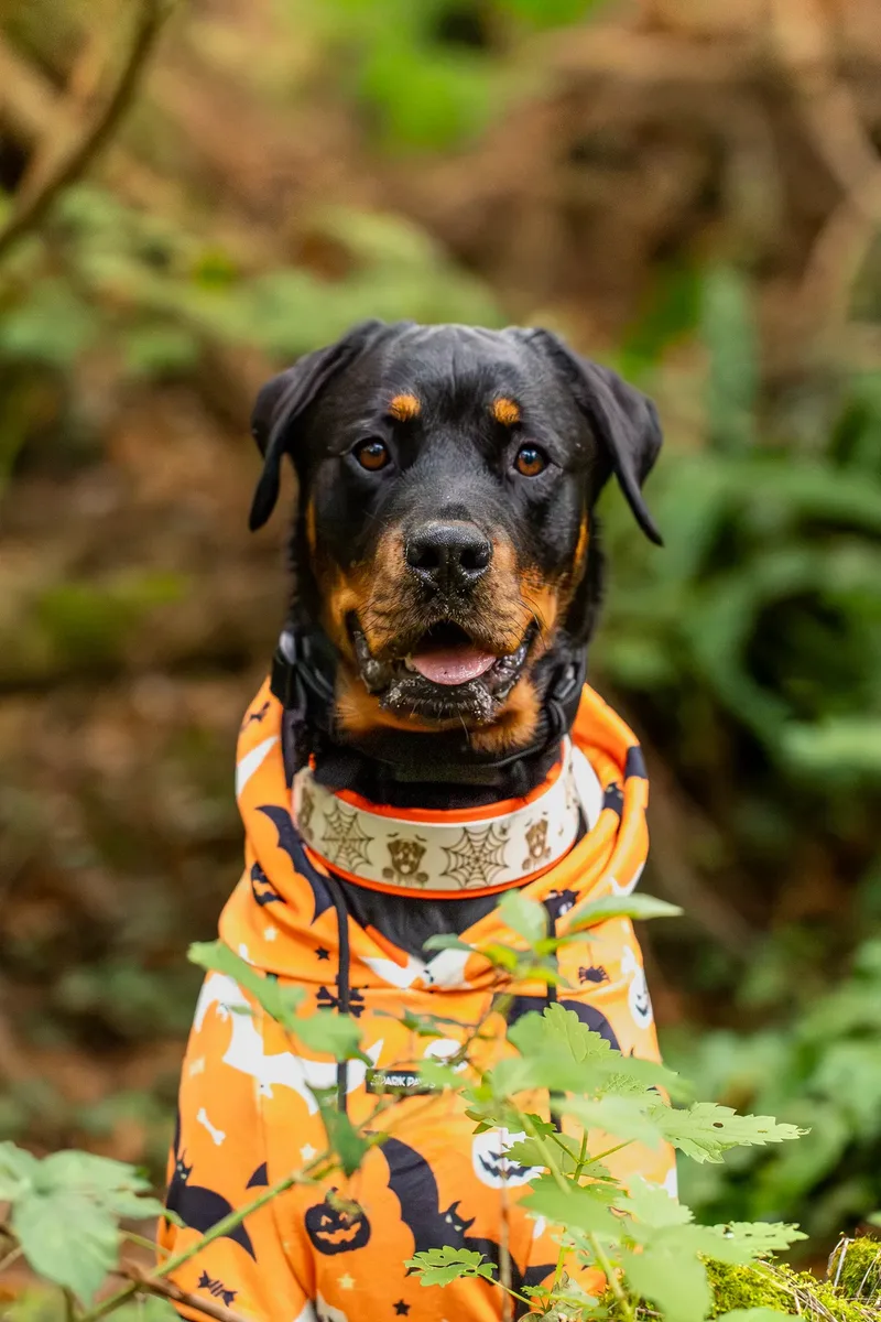 Karma the Rottie’s Halloween Shoot in Corfe Mullen (9 of 24)