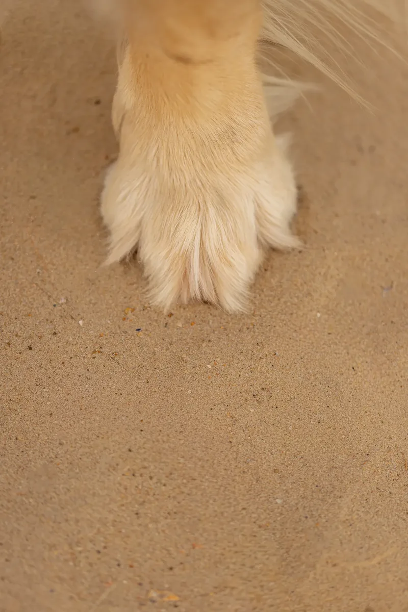 Murphy the golden retriever (33 of 41)