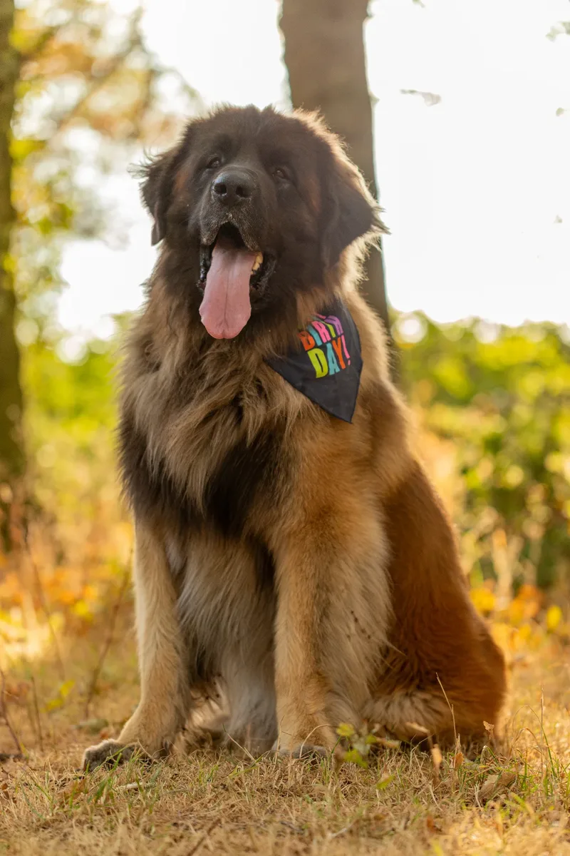 Koda