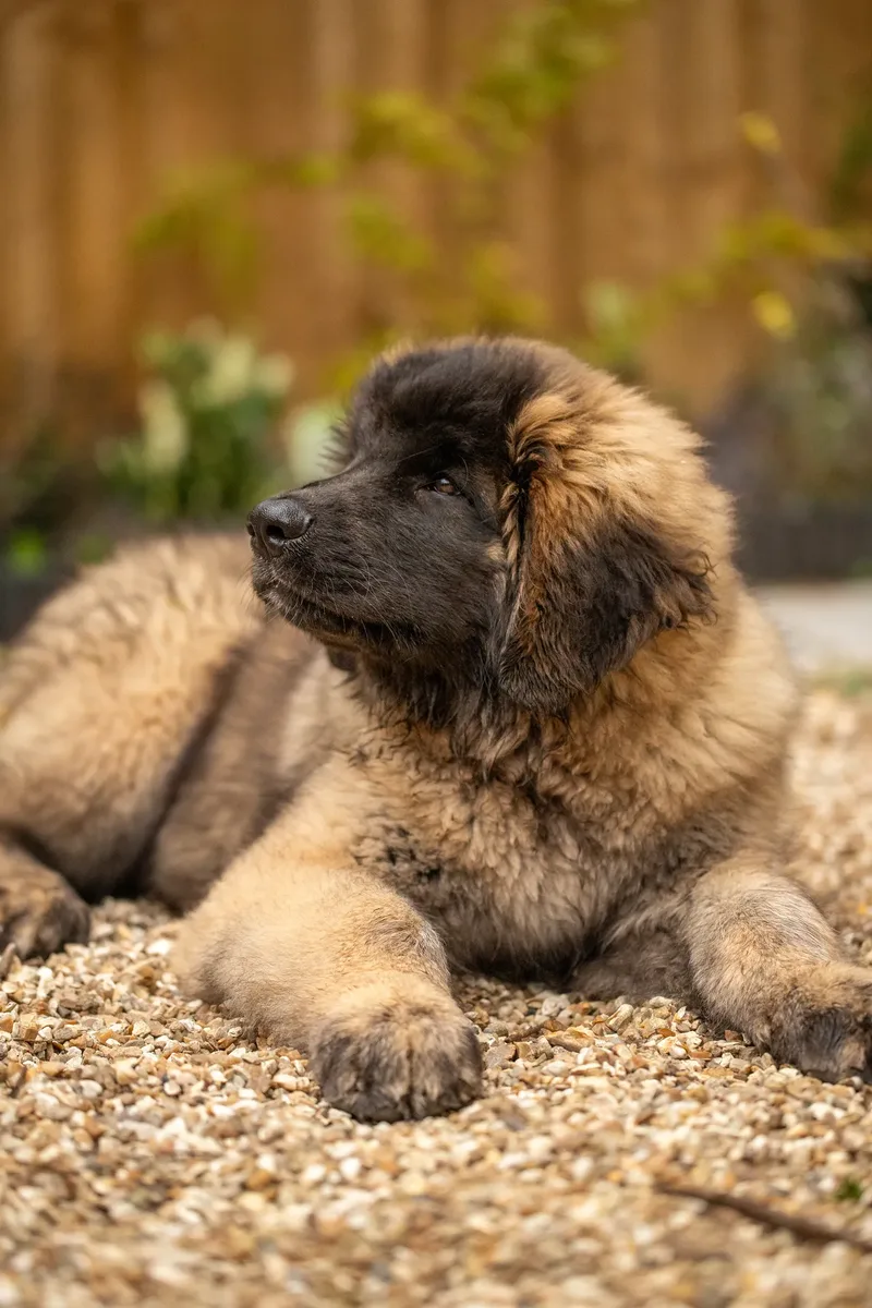 Alfie the Leonberger Puppy (35 of 41)