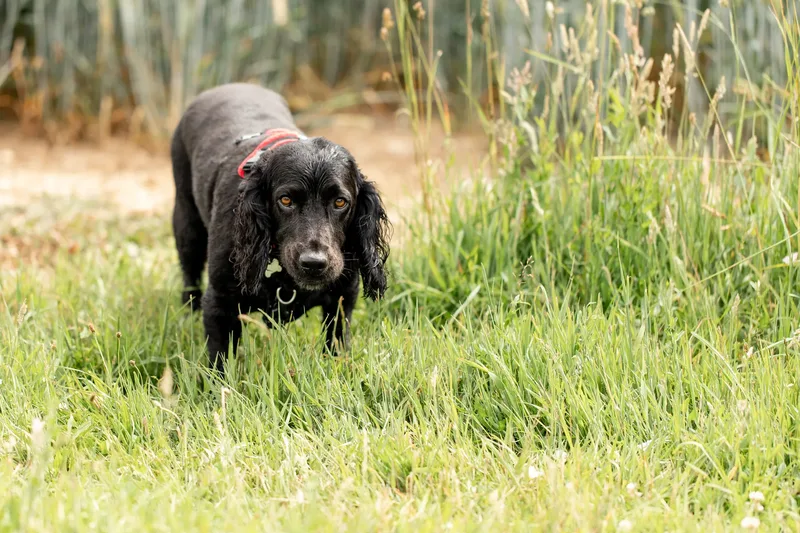 Ralph & Monty (6 of 24)