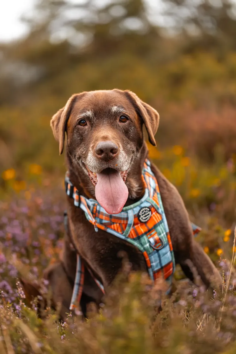 A Morning with Cas & Oreo at Canford Heath (10 of 24)