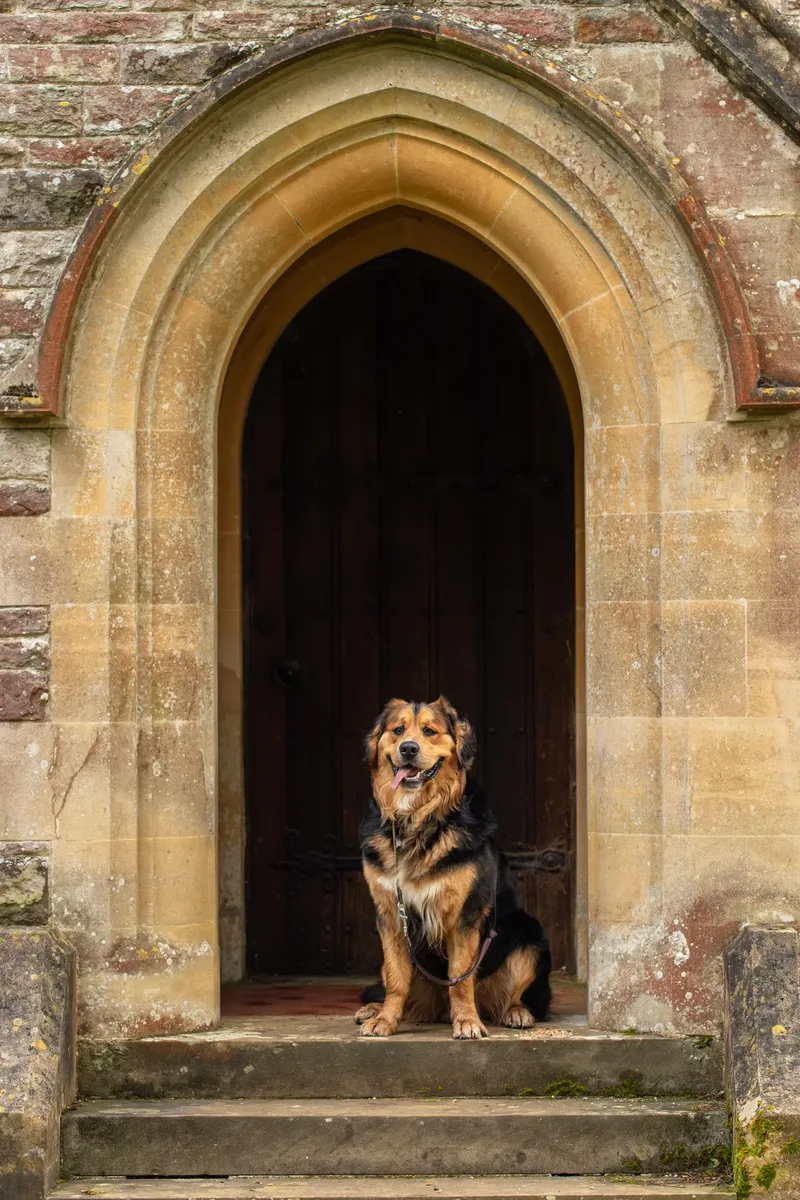 Finn the golden mountain dog (10 of 13)