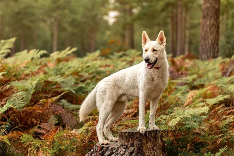 The Wild Bear Club – Wareham Forest (17 of 24)