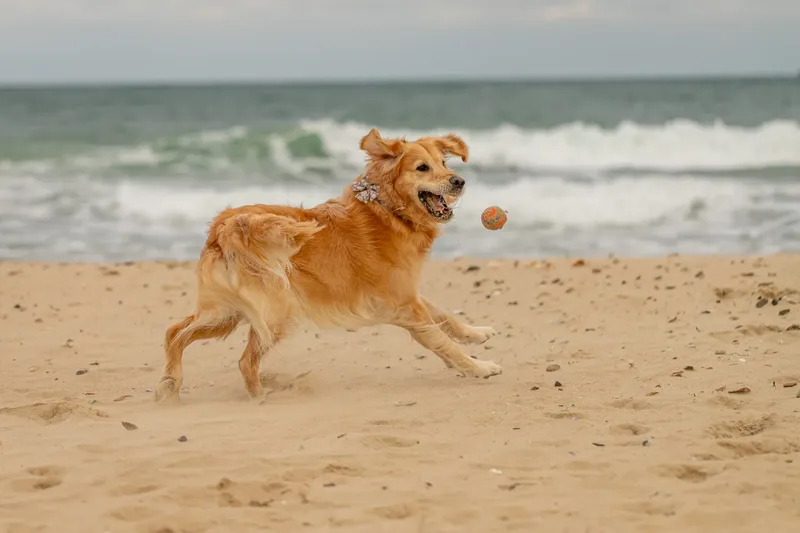 Murphy the golden retriever (3 of 41)