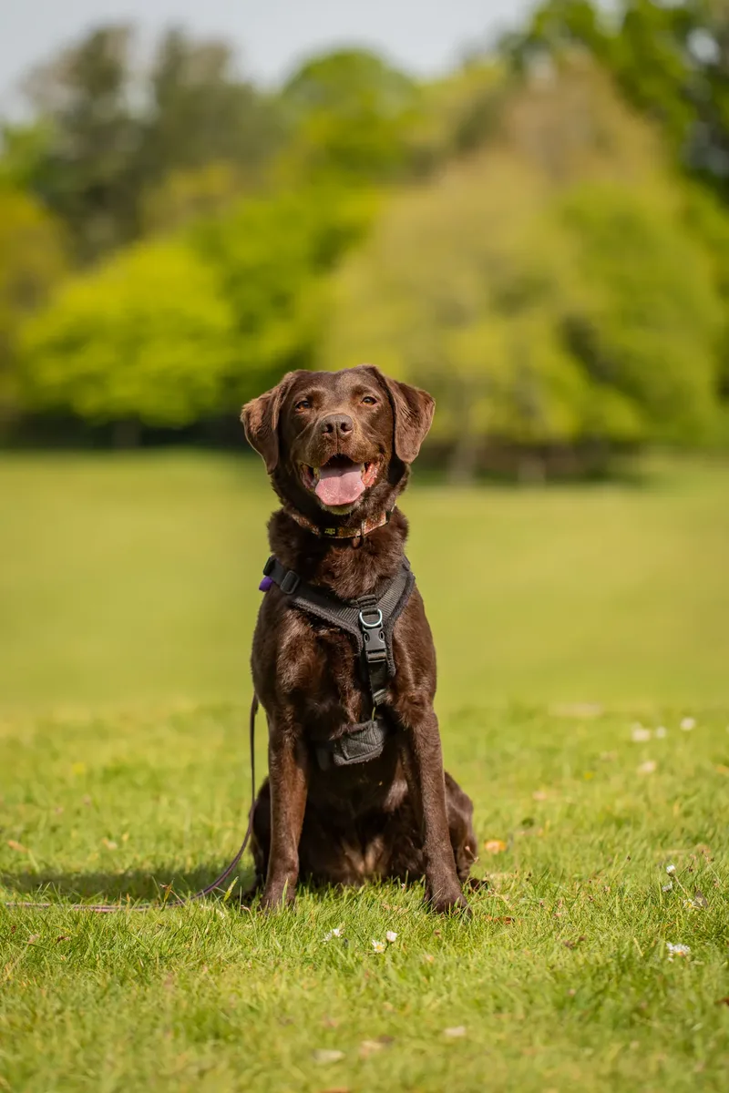 The Dorset Dog Trainer (5 of 42)