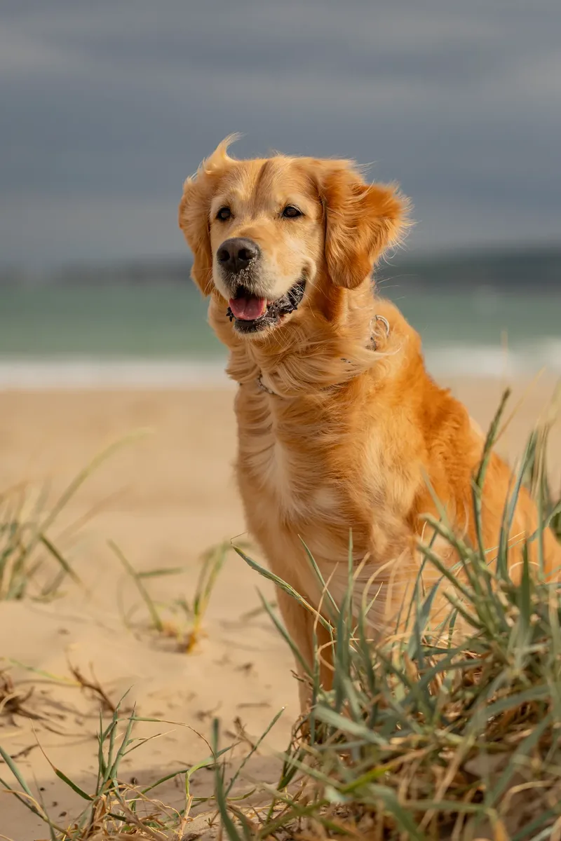 Murphy the golden retriever (11 of 41)