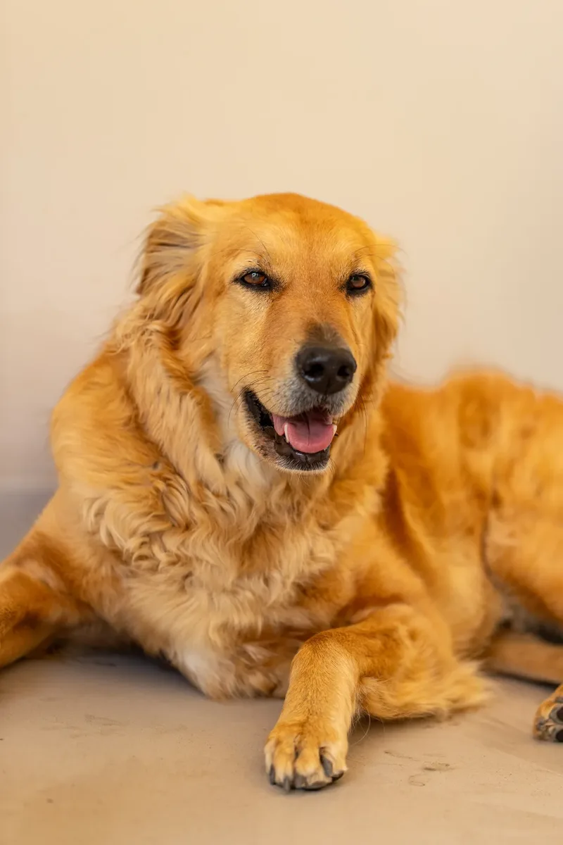Eden Beau Dog Grooming Boutique (9 of 24)
