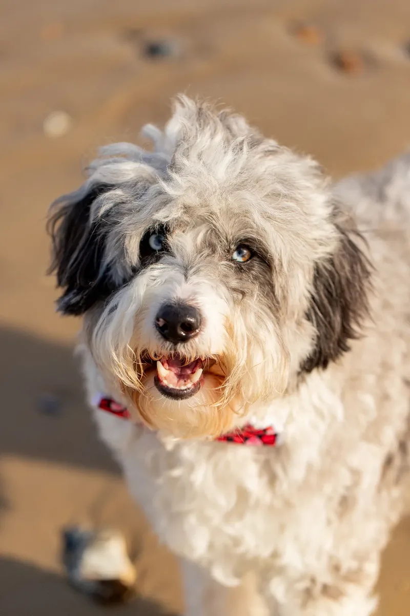 Dougie The Bordoodle (1 of 9)