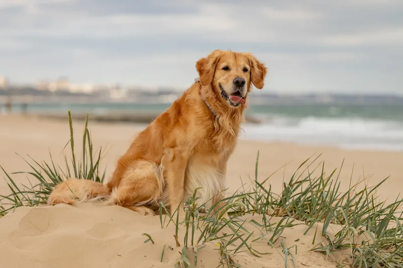 Murphy the golden retriever (41 of 41)