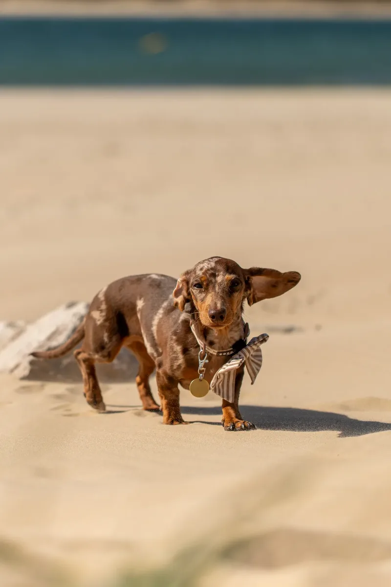 Margot at the beach (36 of 45)