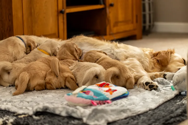 Golden Retriever Puppies (50 of 60)