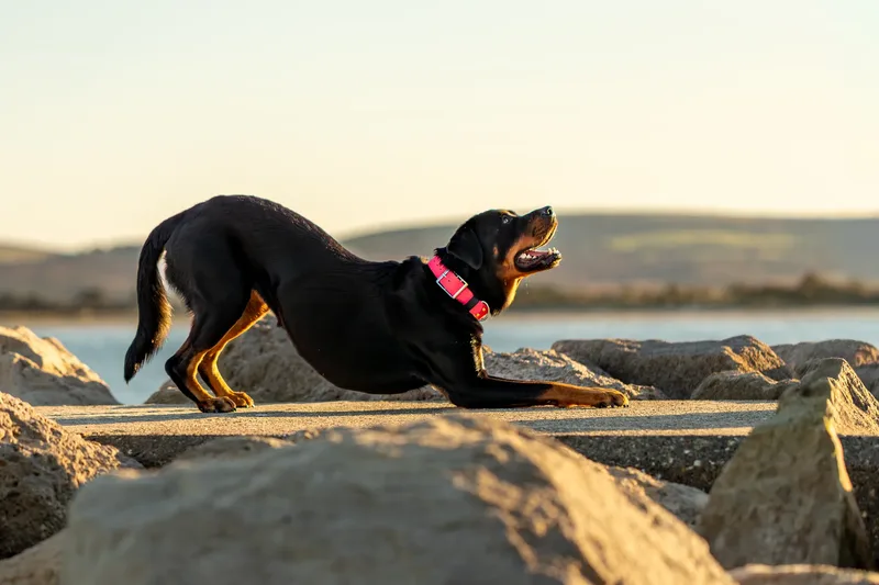 Karma the Rottie (8 of 24)