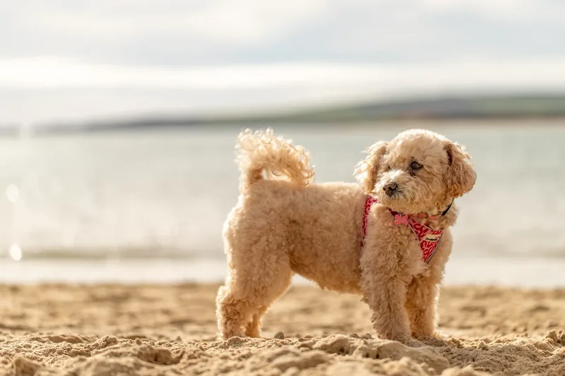 Lola the Poochon (1 of 28)