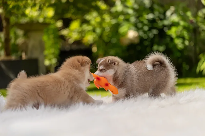 South Coast Pomsky’s