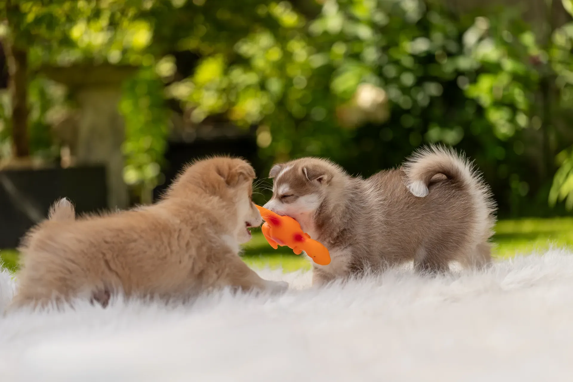 South Coast Pomsky’s