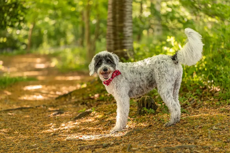 Dougie & Barney – The Bordoodle Cousins (21 of 22)