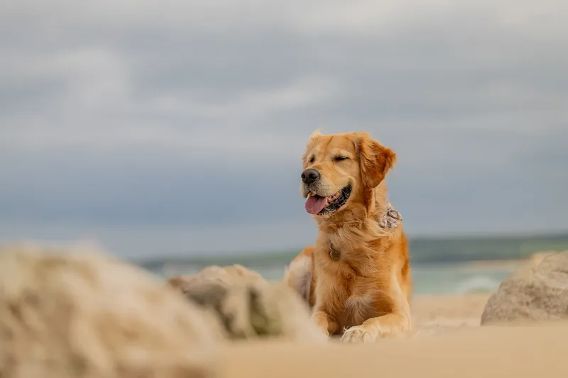 Murphy the golden retriever (10 of 41)