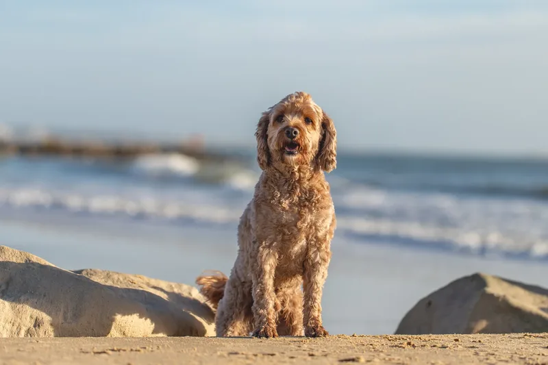 Red the Cavapoo (16 of 42)