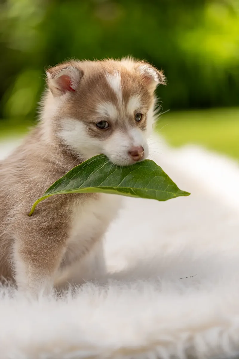 South Coast Pomsky’s (23 of 29)