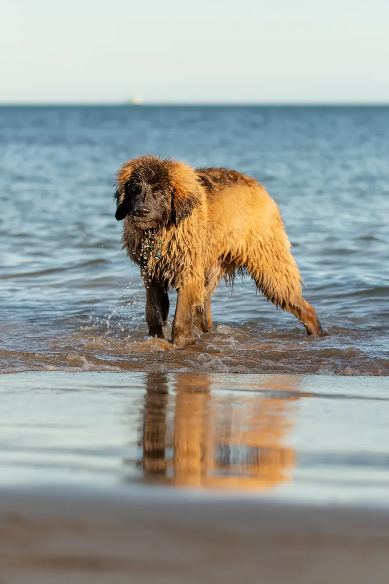 Leonberger Meet Up (16 of 47)