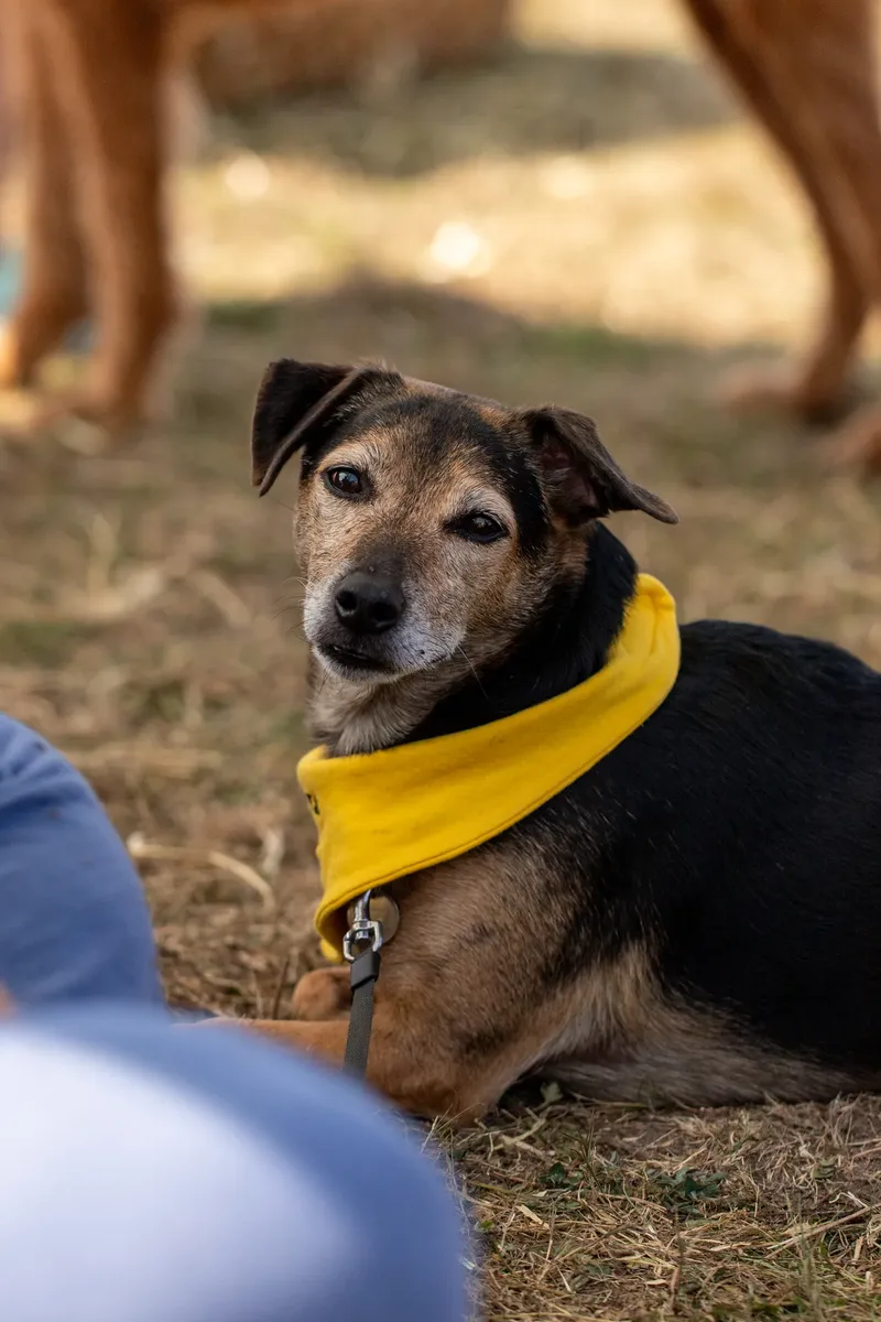 Margaret Green Country Dog Show 2025 (23 of 24)