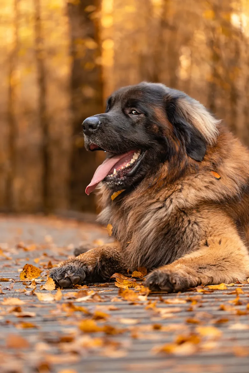 Koda the Bear (Leonberger) (10 of 24)