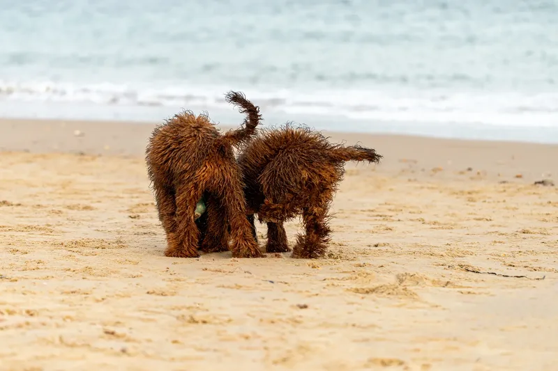 Luna & Oakley at Sandbanks (9 of 24)