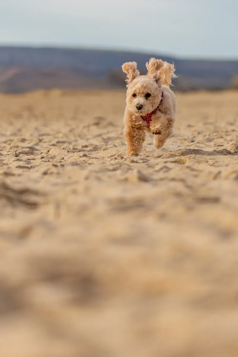 Lola the Poochon (20 of 28)