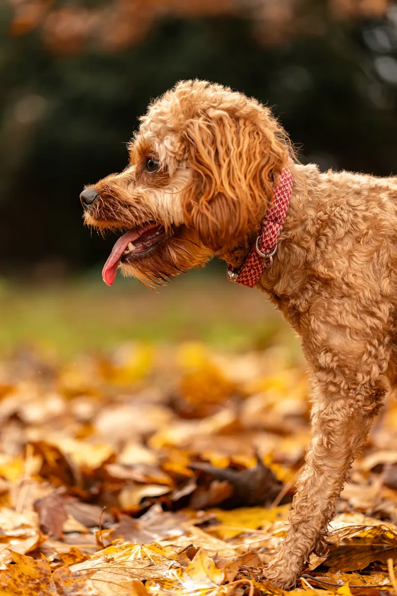 Bagel in autumn (19 of 24)