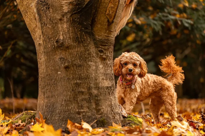 Bagel in autumn (18 of 24)