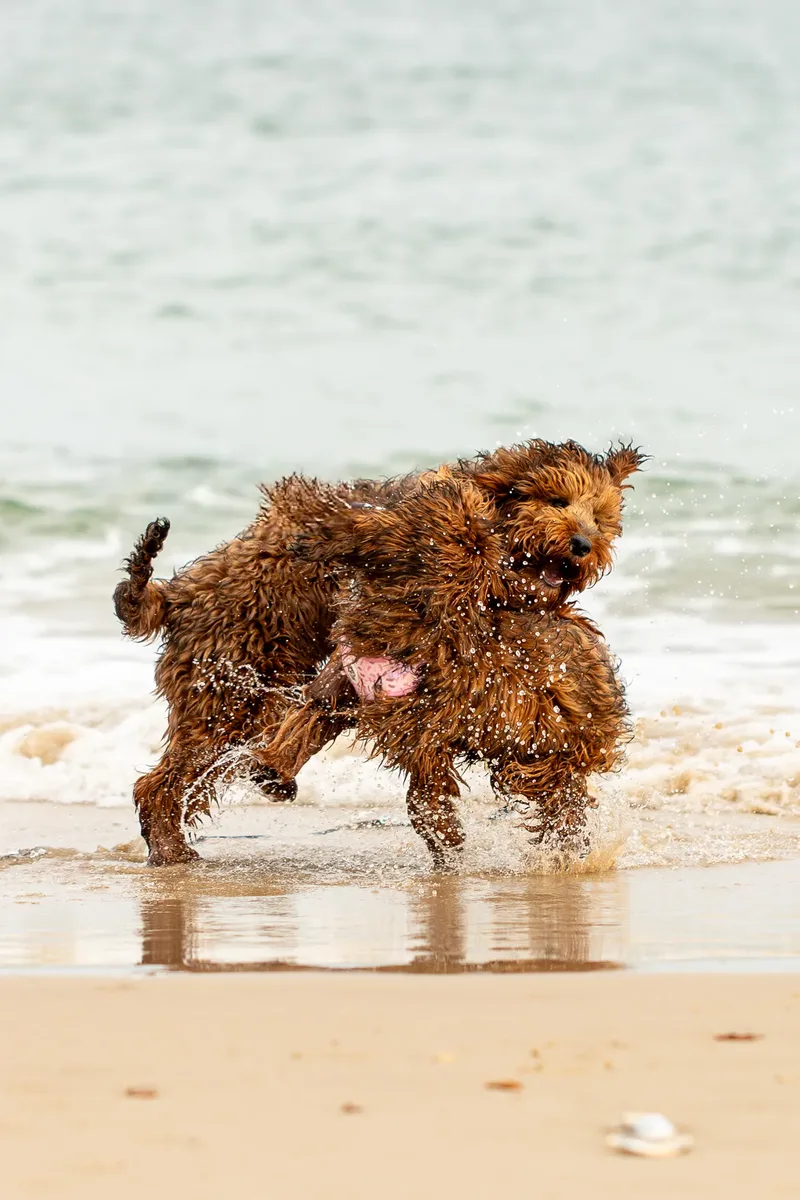 Luna & Oakley at Sandbanks (20 of 24)