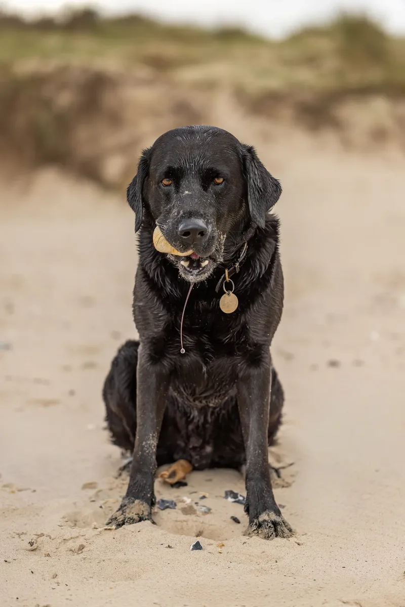 Stan the black lab (27 of 38)