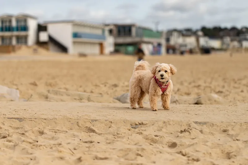 Lola the Poochon (9 of 28)