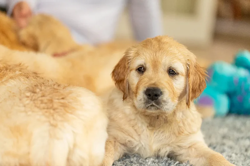 Marlee and her puppies! (5 of 24)