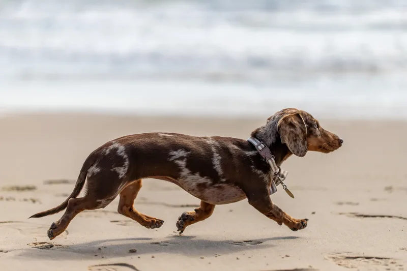 Margot at the beach (7 of 45)
