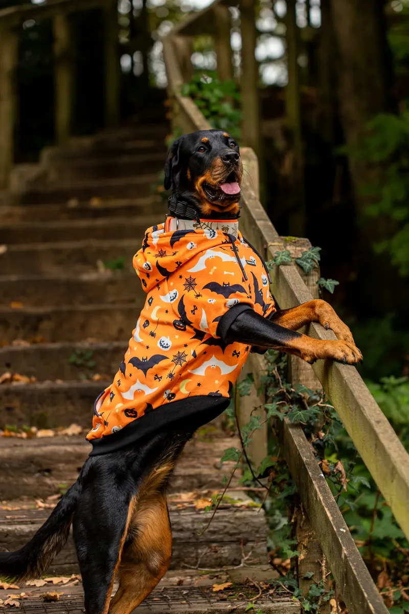 Karma the Rottie’s Halloween Shoot in Corfe Mullen (14 of 24)