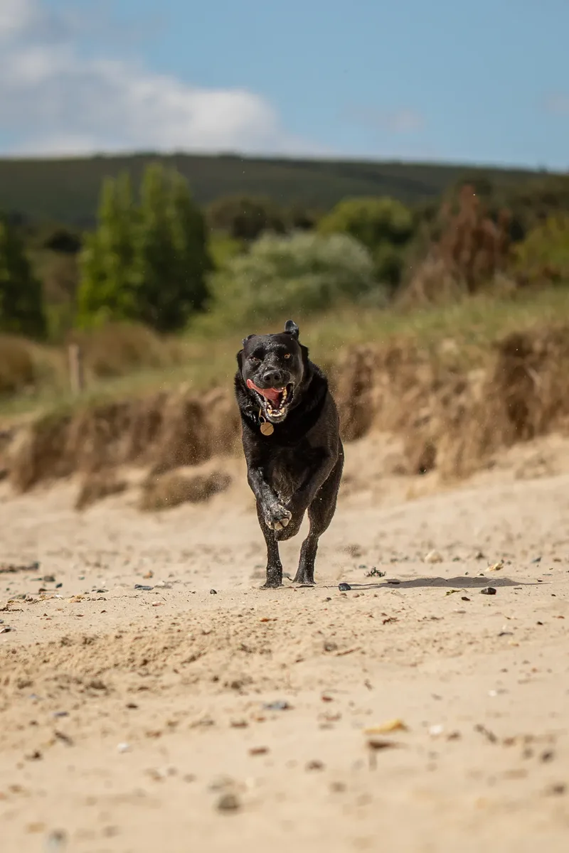 Stan the black lab (17 of 38)