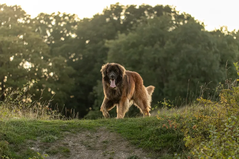 The Wild Bear Club – Badbury Rings (15 of 24)
