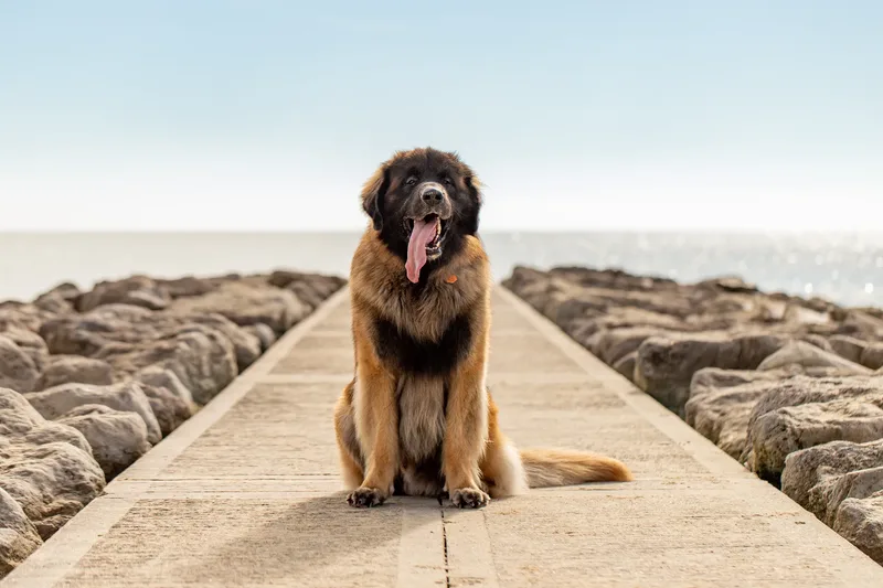 Koda the Leonberger