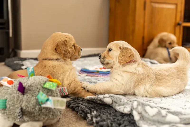 Golden Retriever Puppies
