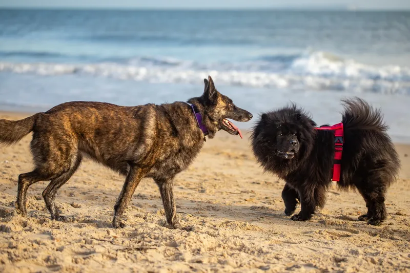 Baloo and Estia on the beach (4 of 22)