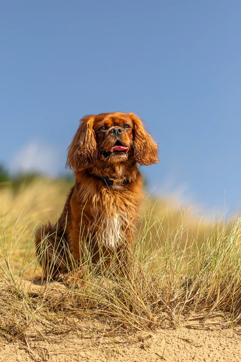 Rusty The Cavalier (10 of 24)