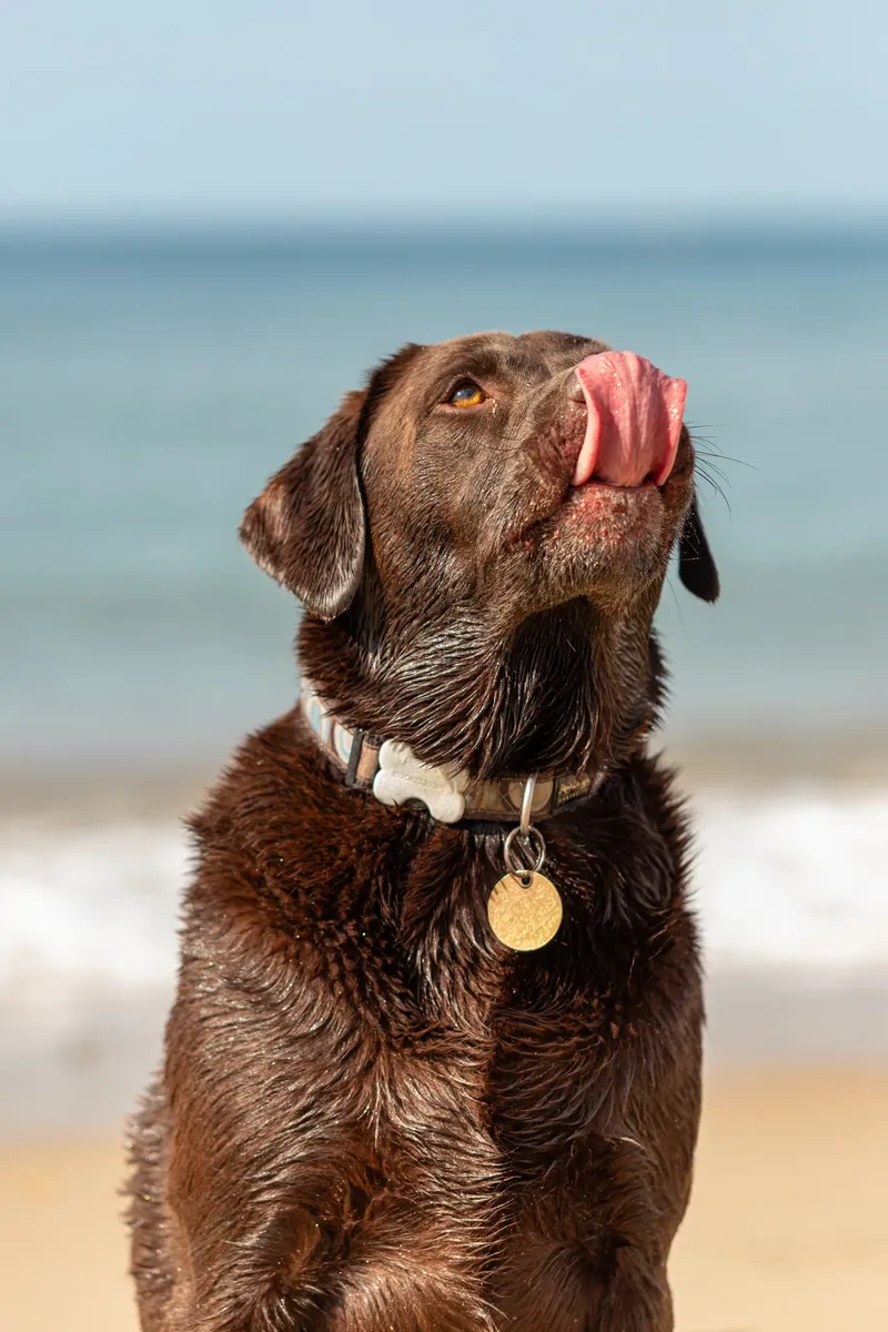 Ralph the Chocolate Lab (7 of 26)