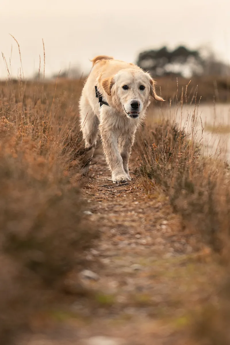 Ollie the golden (18 of 24)