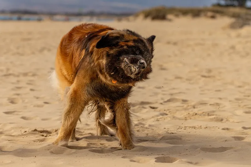 Koda the Leonberger (4 of 18)