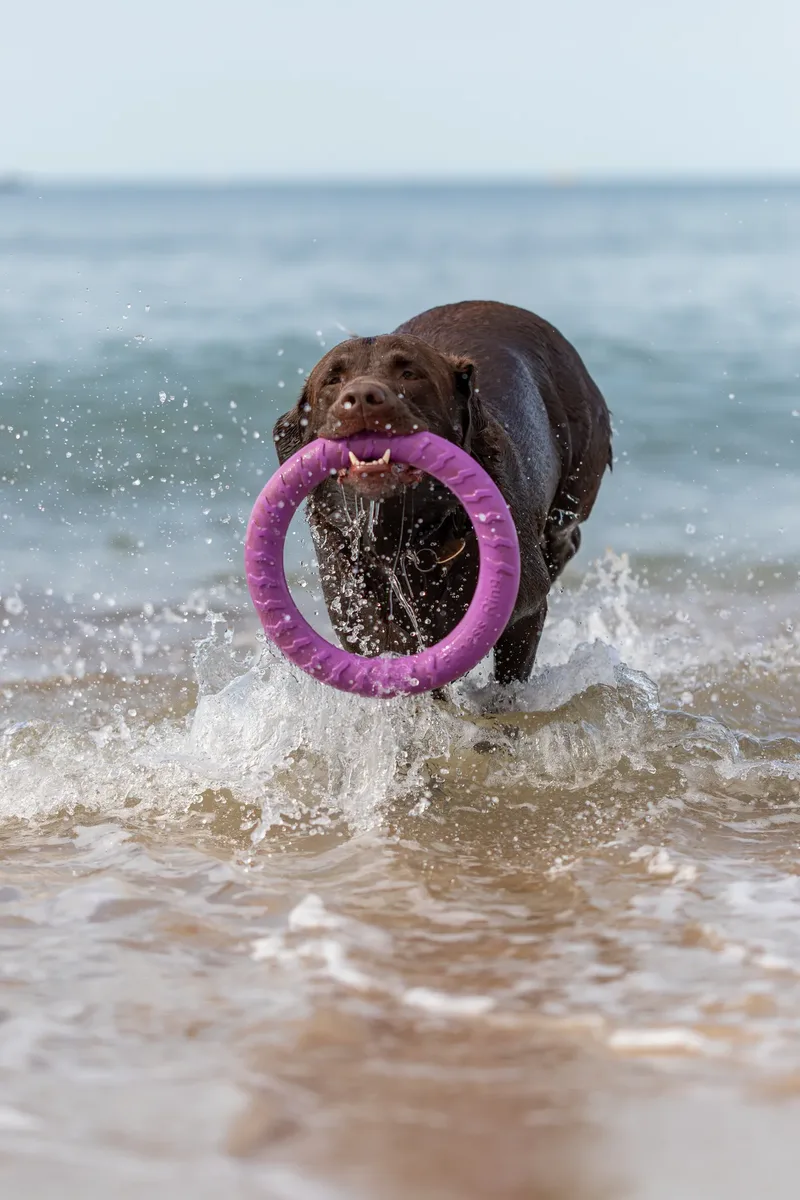 Ralph the Chocolate Lab (2 of 26)