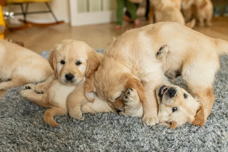 Marlee and her puppies! (23 of 24)